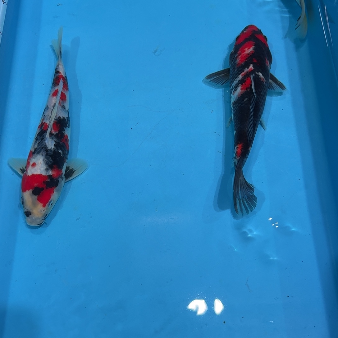 锦鲤锦鲤红白三色昭和