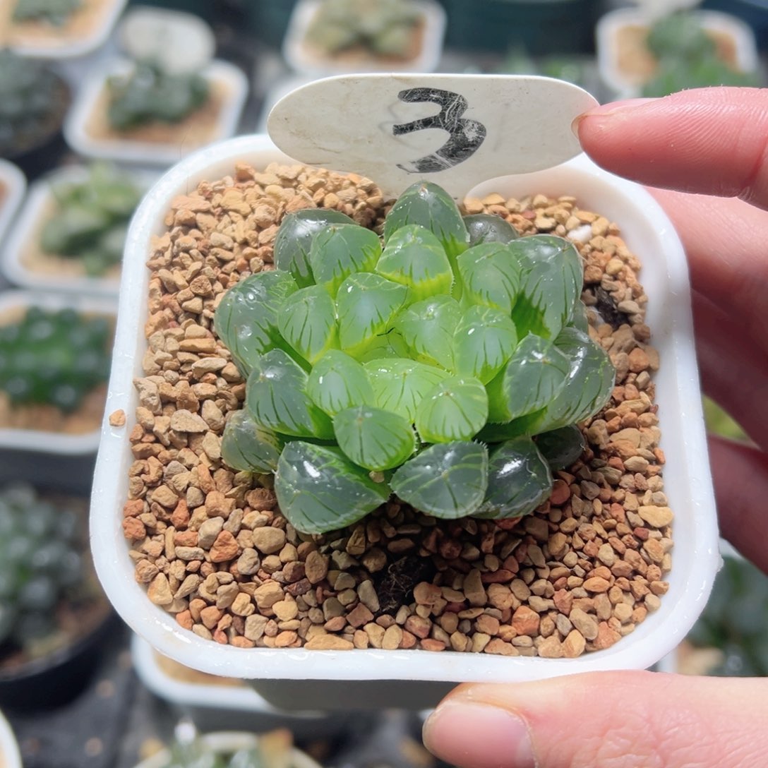 琉璃玉露多肉植物