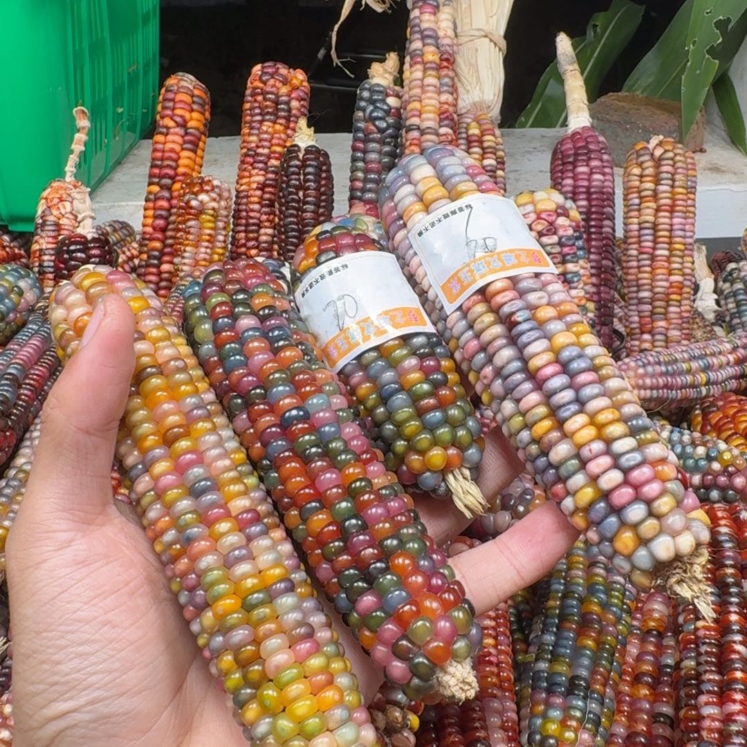 方***儿柏香籽/百香籽吊坠