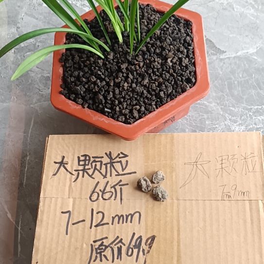 真***恒兰菌黑山土大颗粒6.6斤