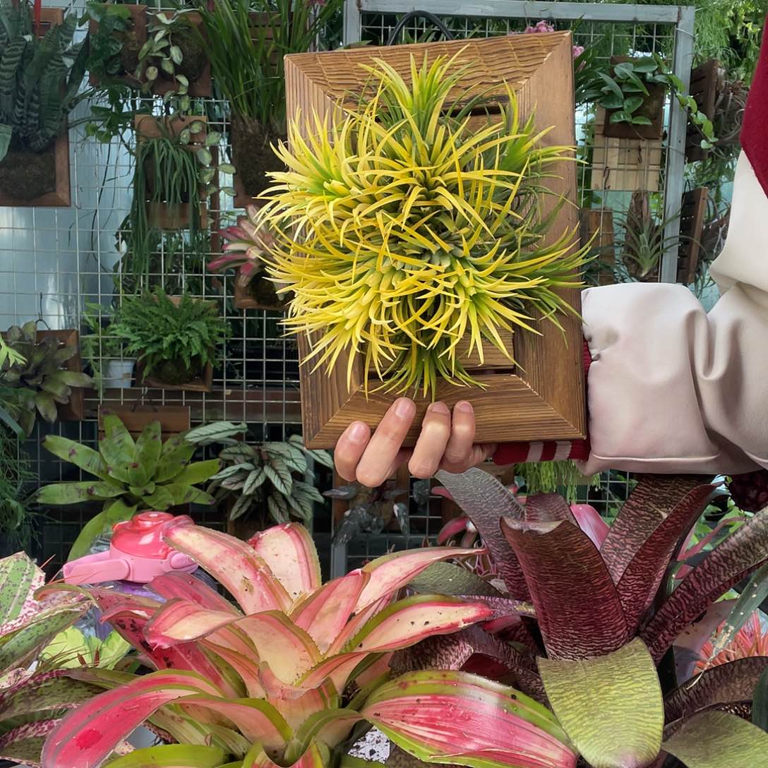 无花朵精灵球空气凤梨