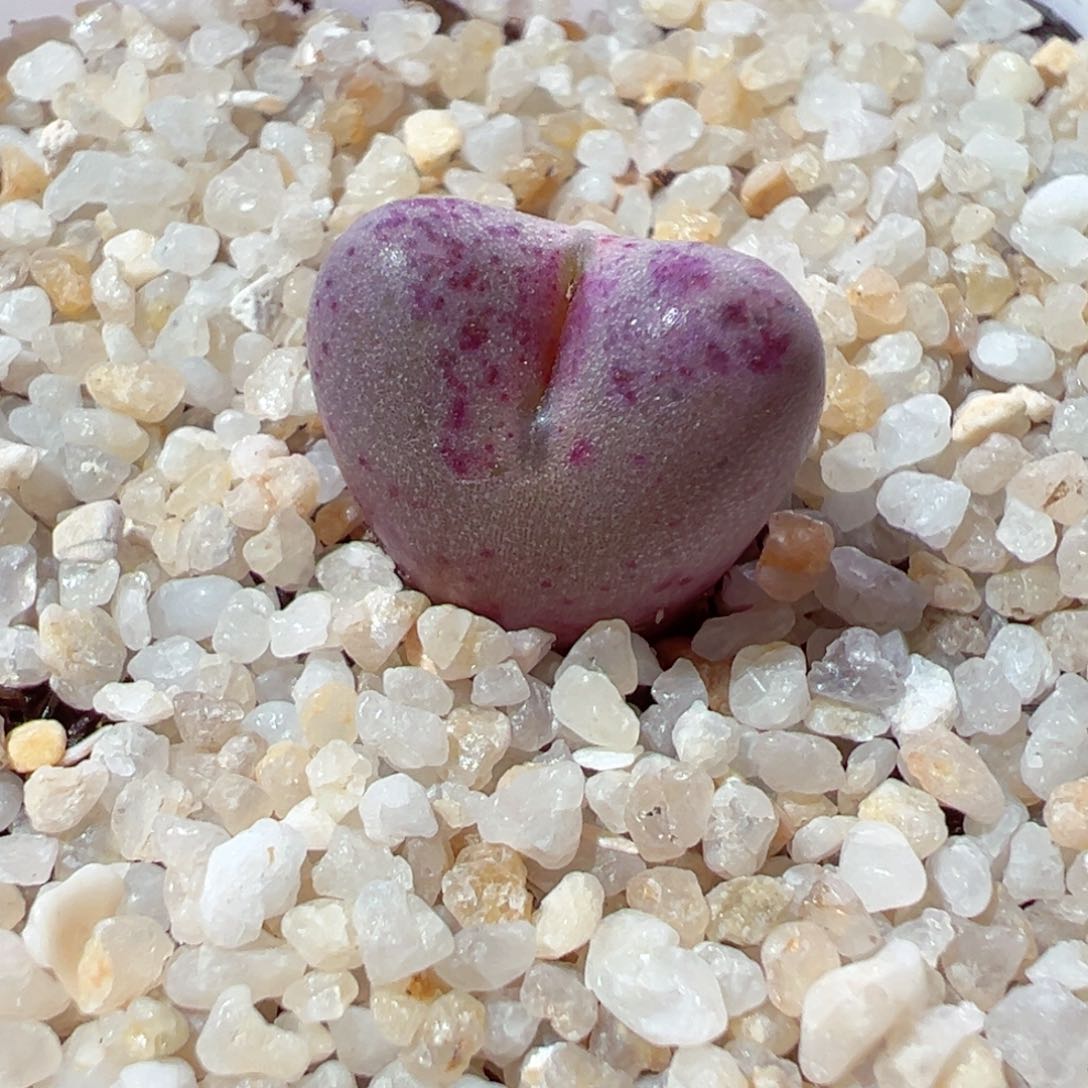 114-335多肉鲁提辖