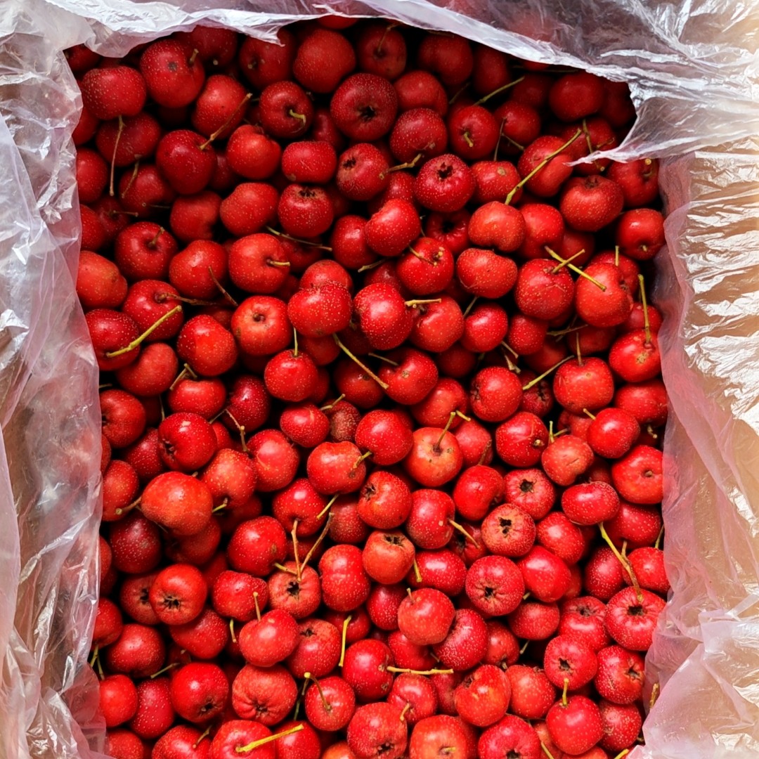 【赵老师专属】济南南山甜红子山楂新鲜可口