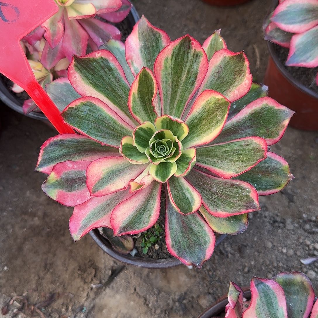 4158魅影多肉法师