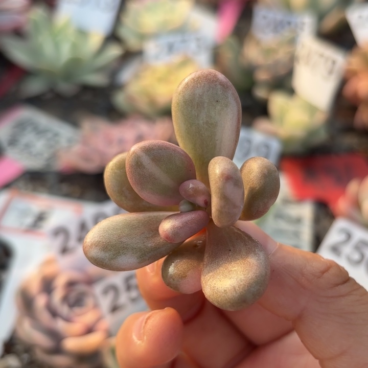 桃蛋锦无根满18包邮低于零下8度请勿下单