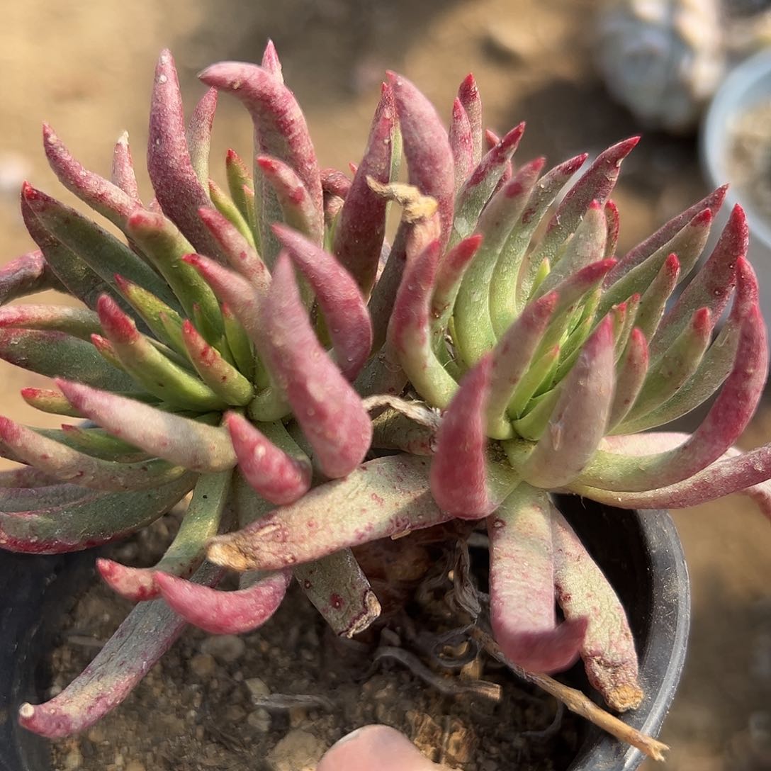 多肉植物小型仙女杯