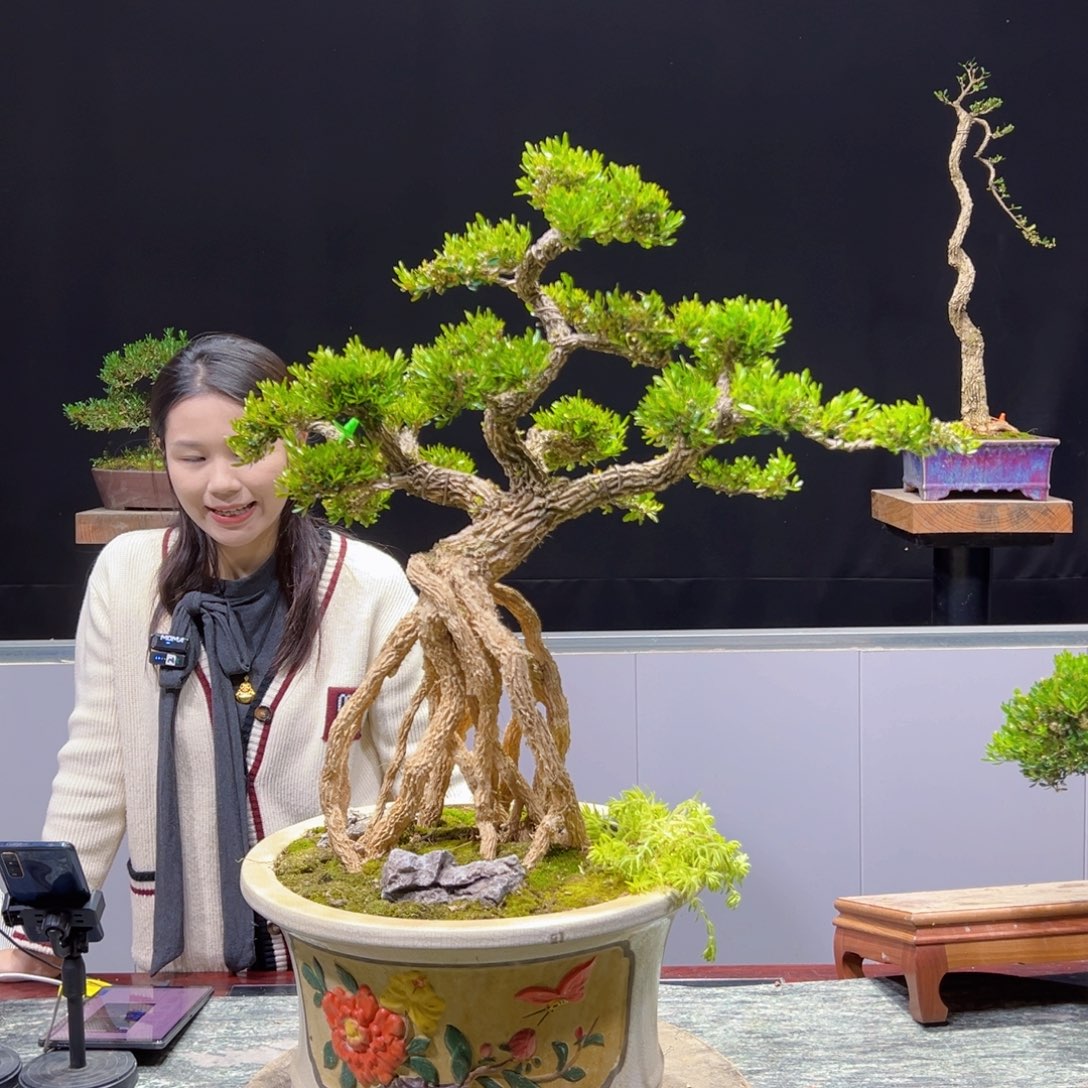 黄杨盆景老桩四季长青