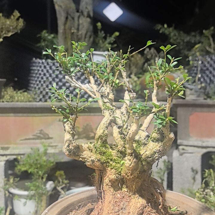 黄杨回**笑黄杨花造型盆景树