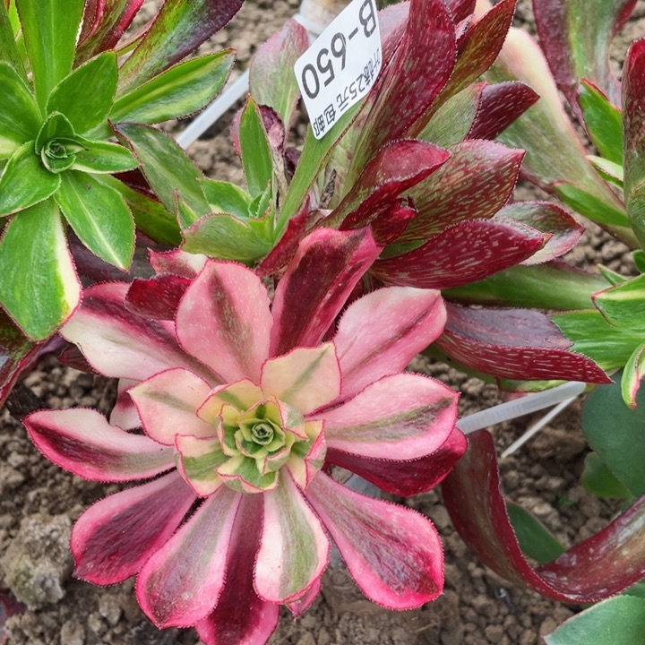 650魅影七彩嫁接多肉12345678