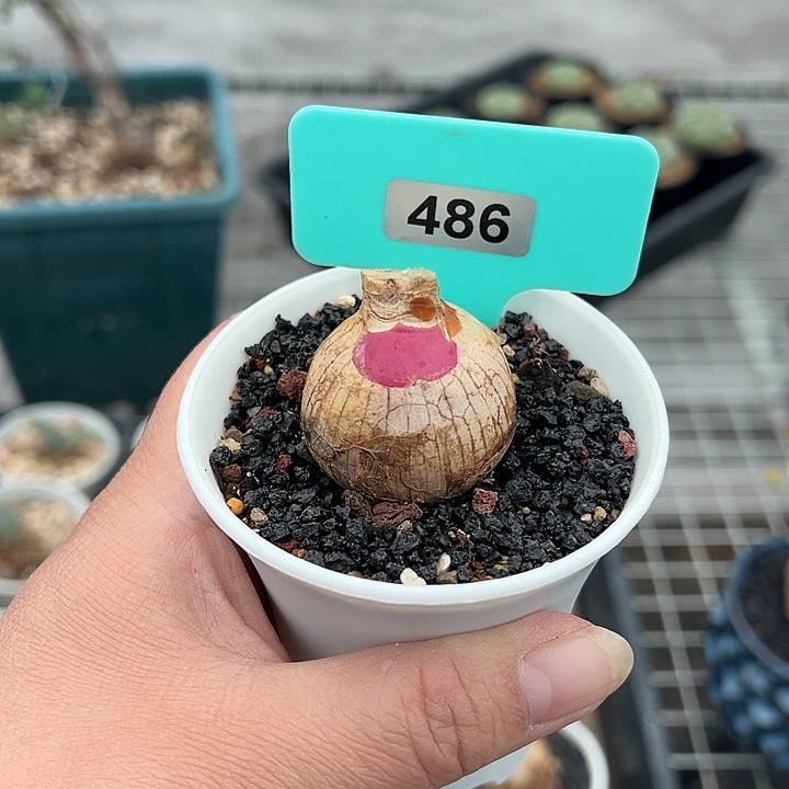 Ps灯台百合产地多肉植物