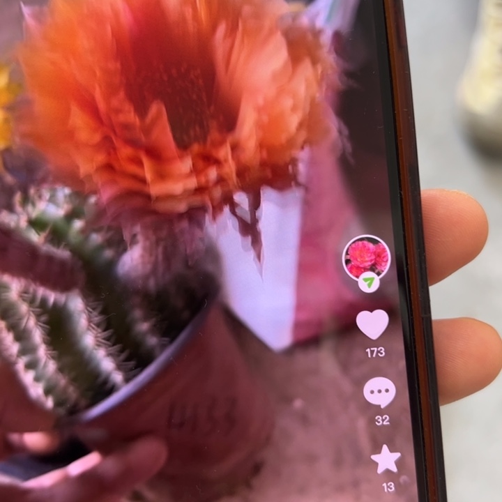 仙人球彩草歪g4133