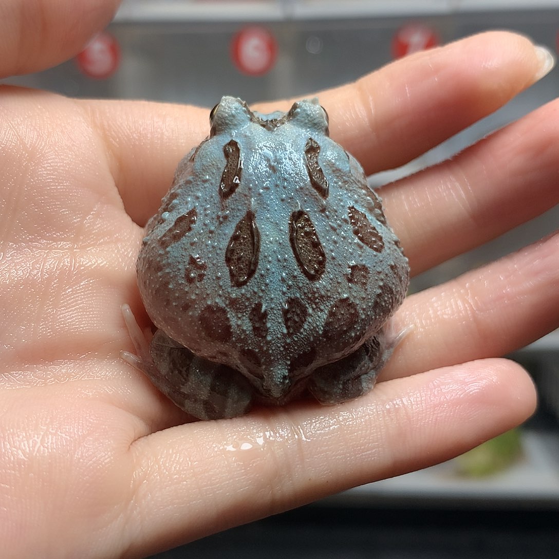 *****角蛙2695蓝变蓝变