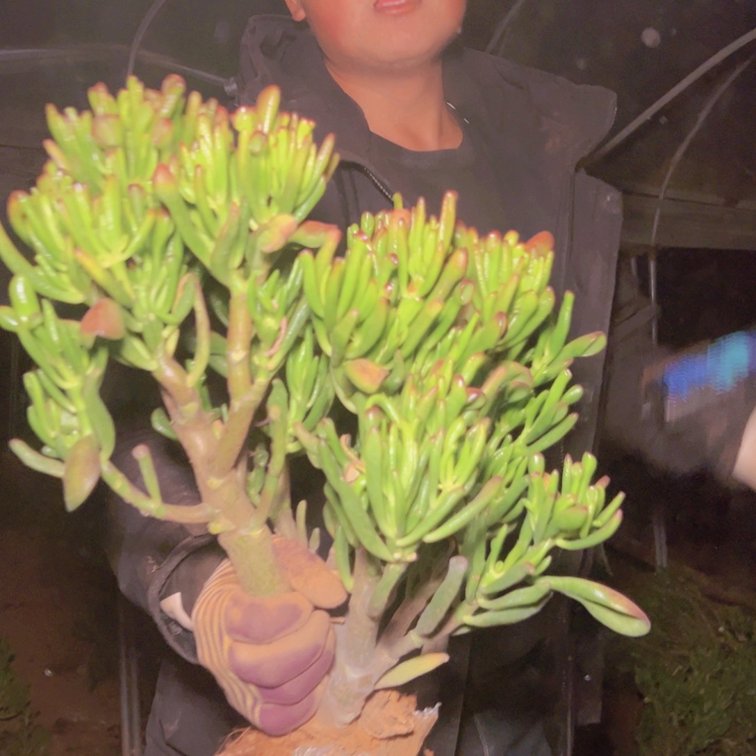 吸米树多肉一颗发货