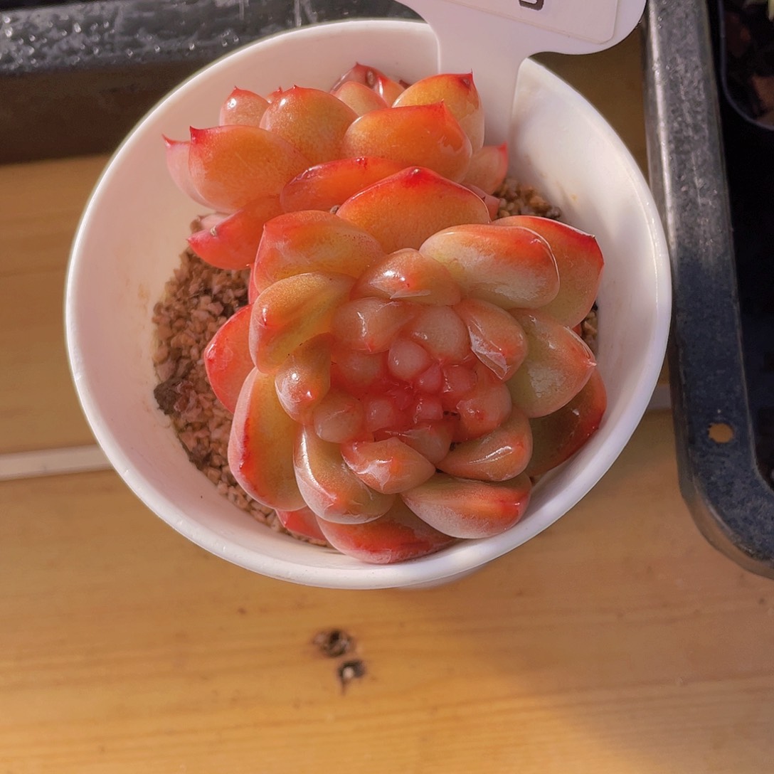 916号 全状态甜茶珍妮双头