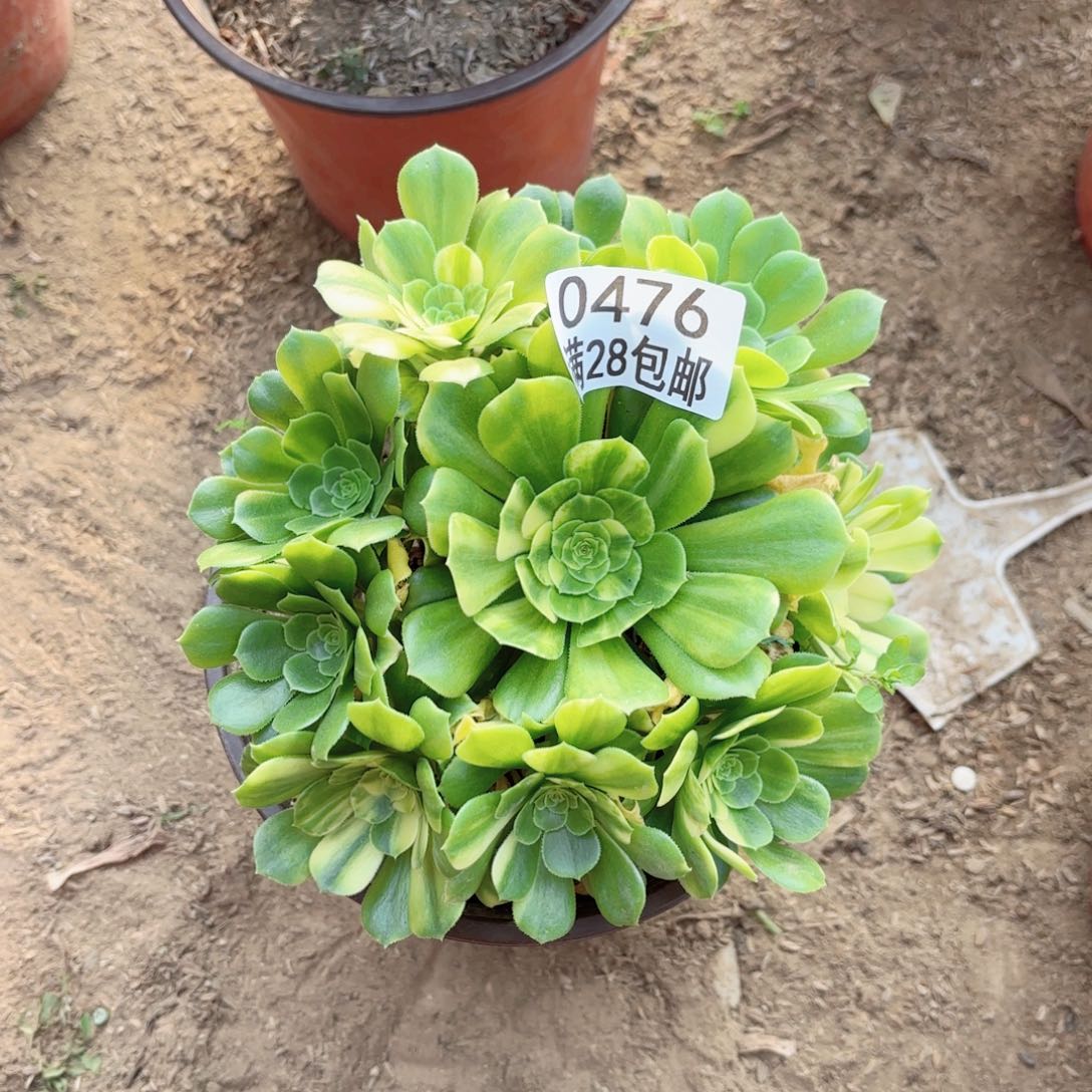 A.   0476五彩琉璃多肉