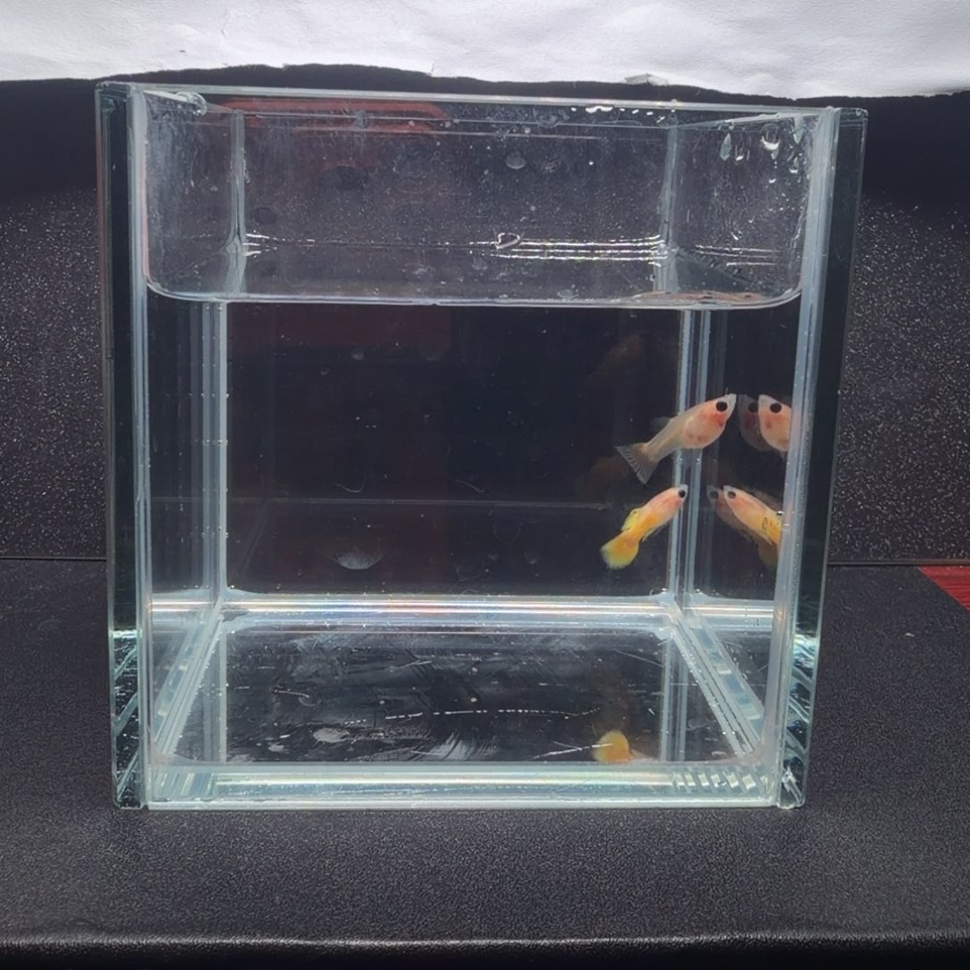 孔雀鱼黄金玻璃猫短体带胎1对