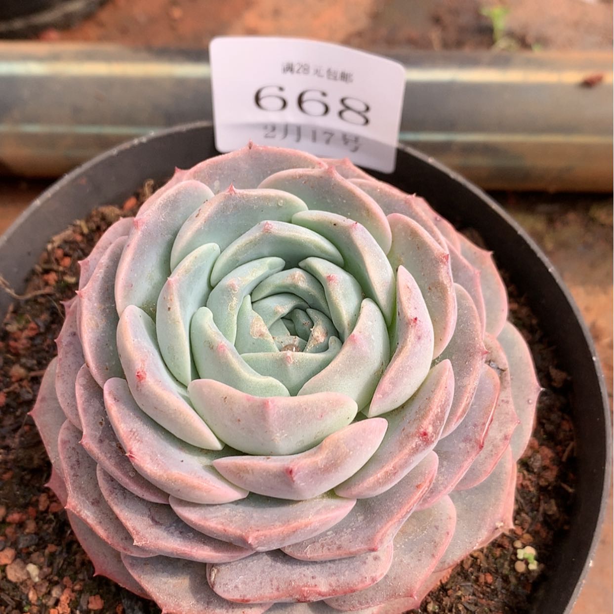 【闪购商品】云668