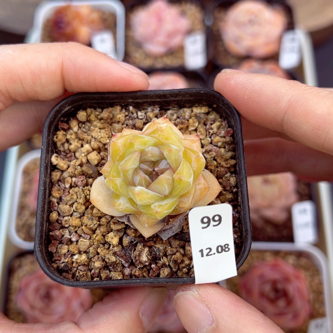 好好看99、哈哈哈哈