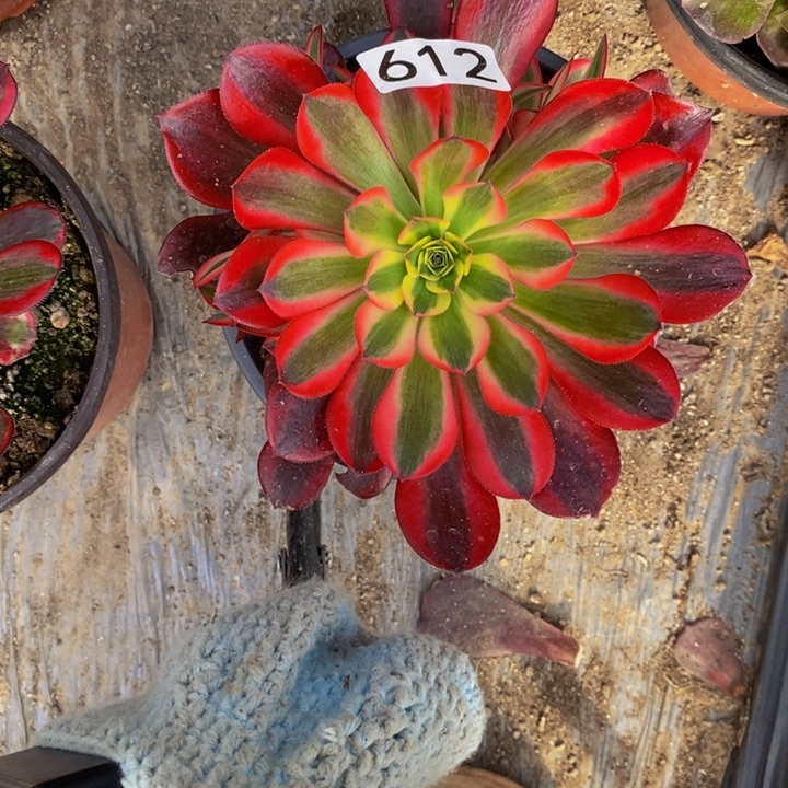 时**梦612 美杜莎