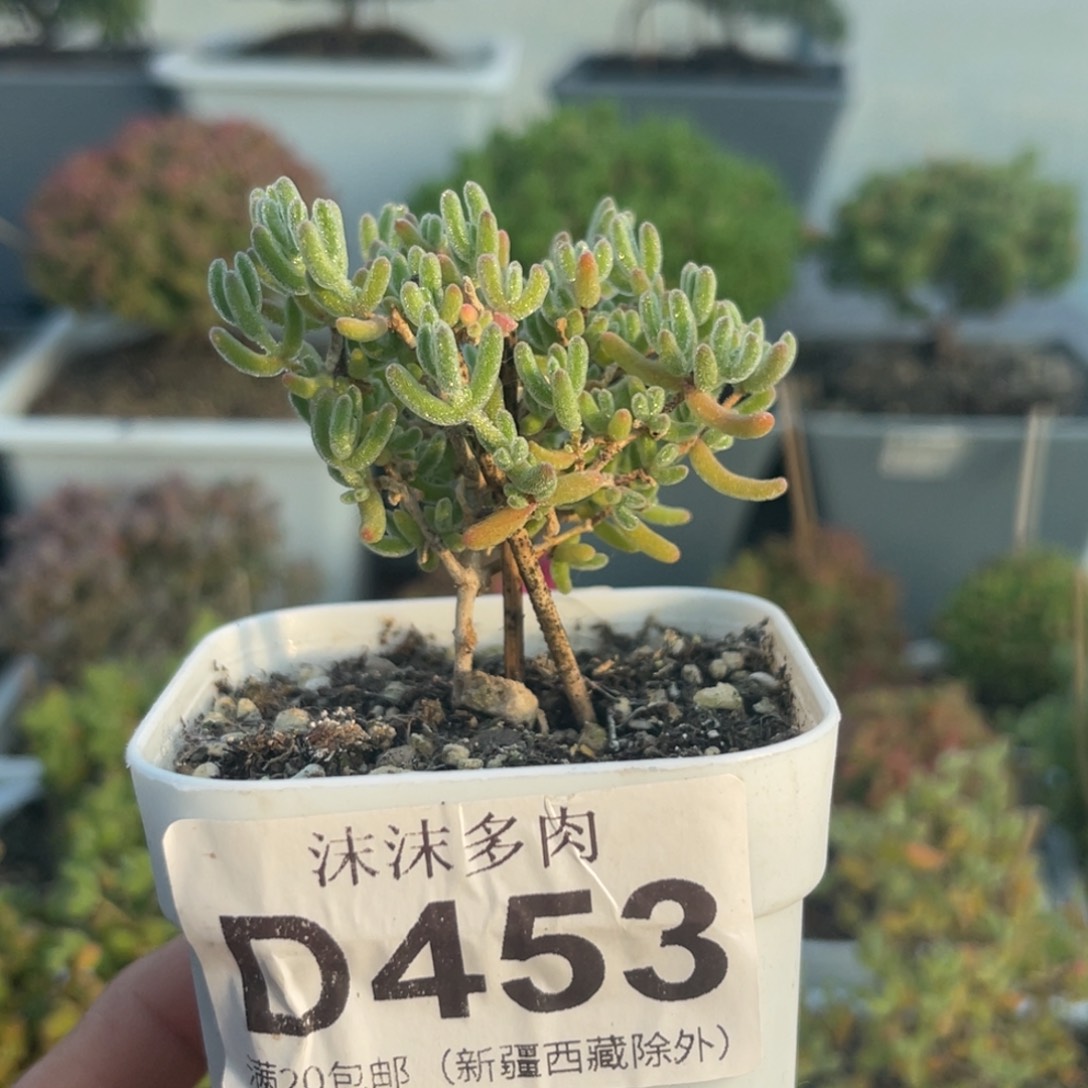 453冰紫枝干番杏