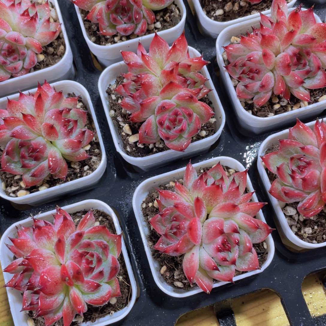 789号水蜜桃吉娃娃多头群一颗