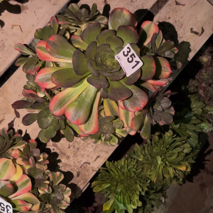 351雨荷多肉植物不售后