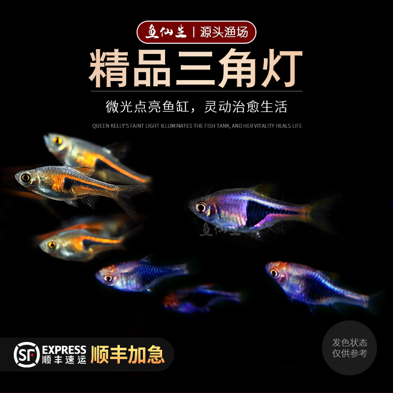 三角灯科鱼活体红绿灯群游三角灯鱼淡水鱼小型热带活体小鱼观赏鱼