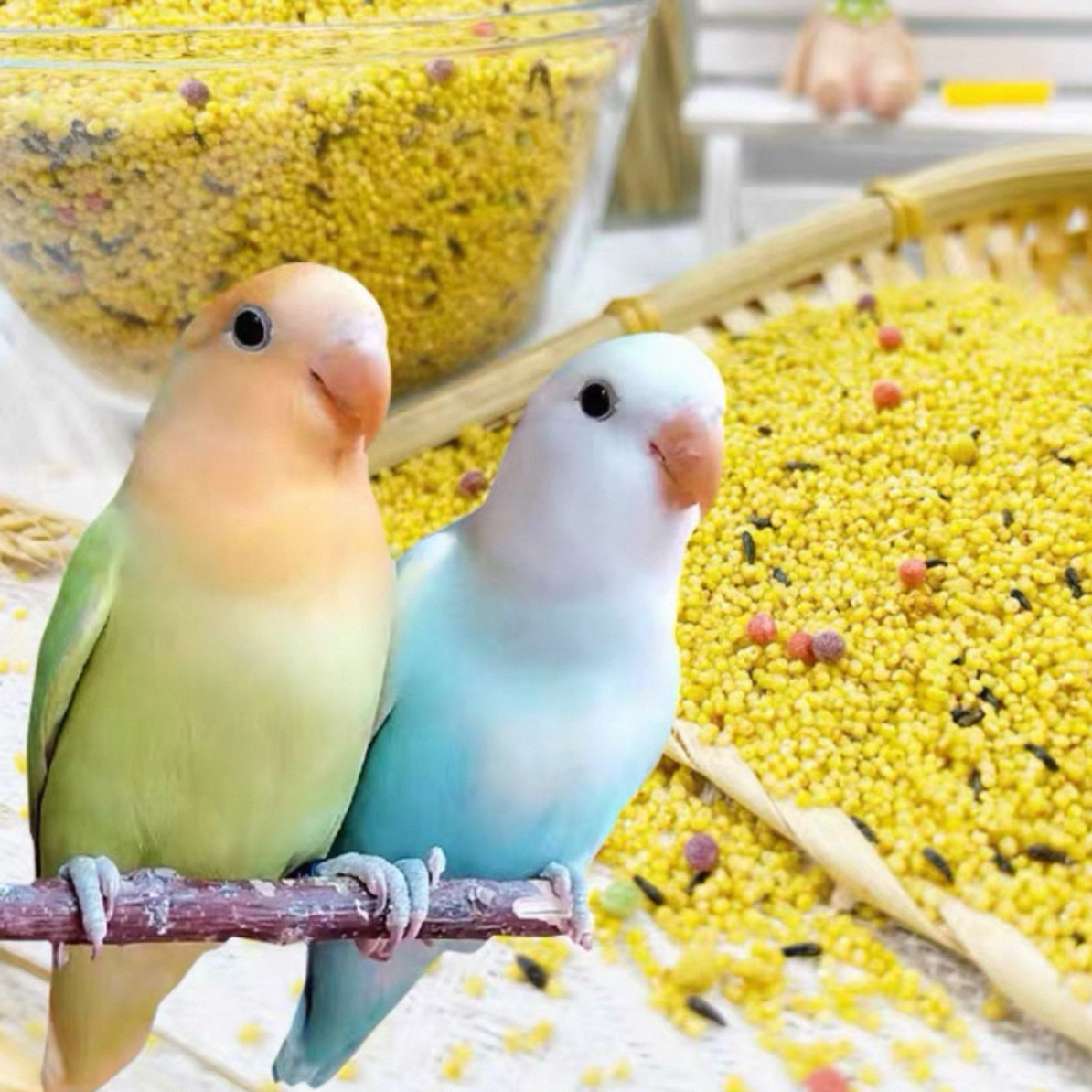 蛋米幼鸟学吃断奶主粮