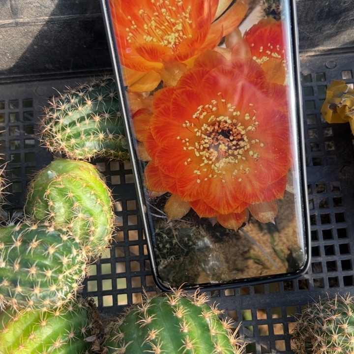 9丽花68丑球斑歪无根侧芽3公分左右20包邮