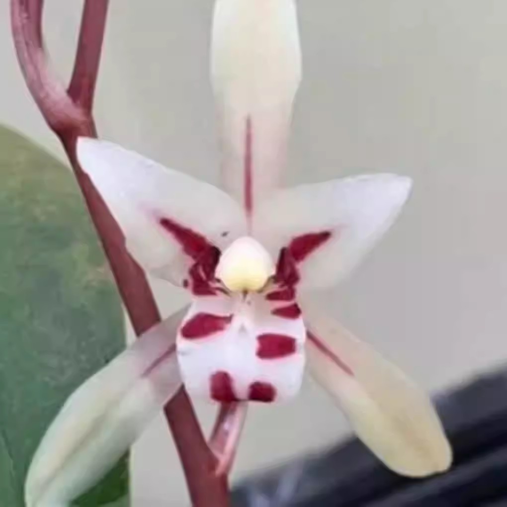 云南香花兔耳兰 白玉兰香味 壮苗不带花苞 好养耐开