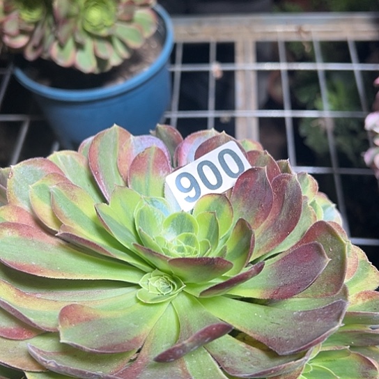 牵***花多肉植物一个奶白900