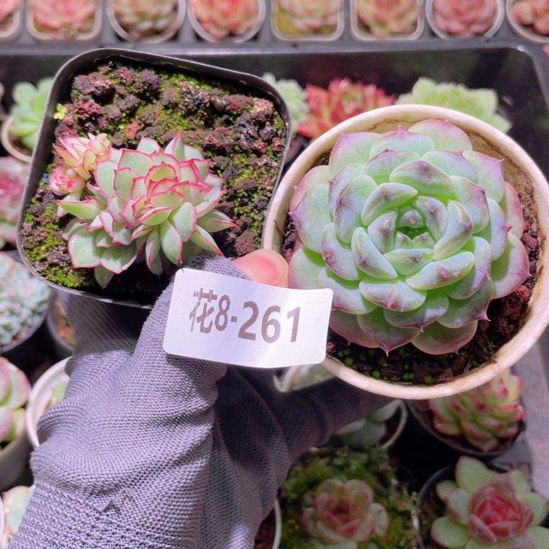 花利美 8-261多肉2颗