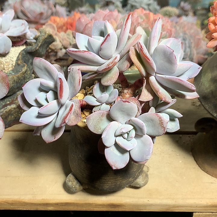 奶茶高桩造型一体无砍