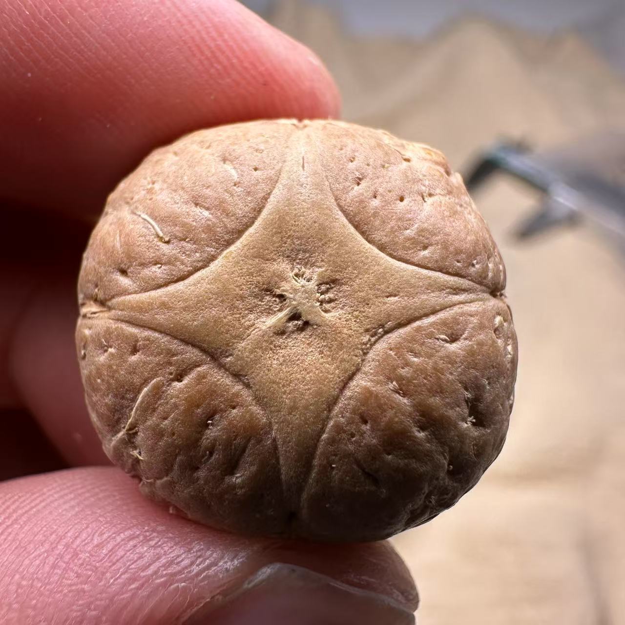 尼泊尔麒麟眼菩提，尺寸24，sss系列，货号S19