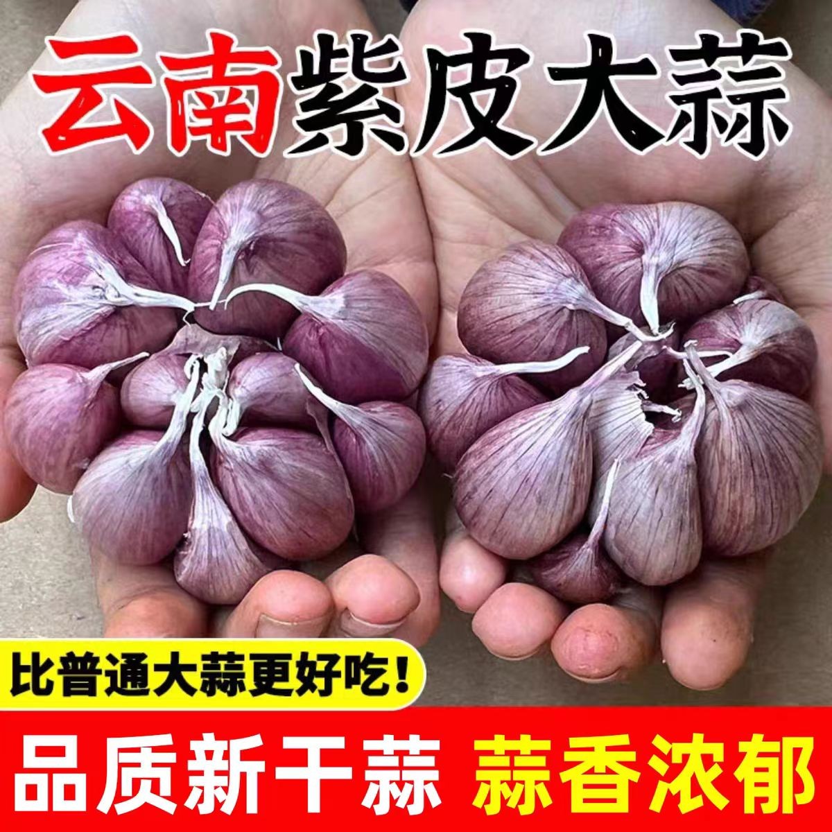 2025年正宗云南紫皮多瓣蒜新晒大头蒜干蒜农家老品种红香蒜种子