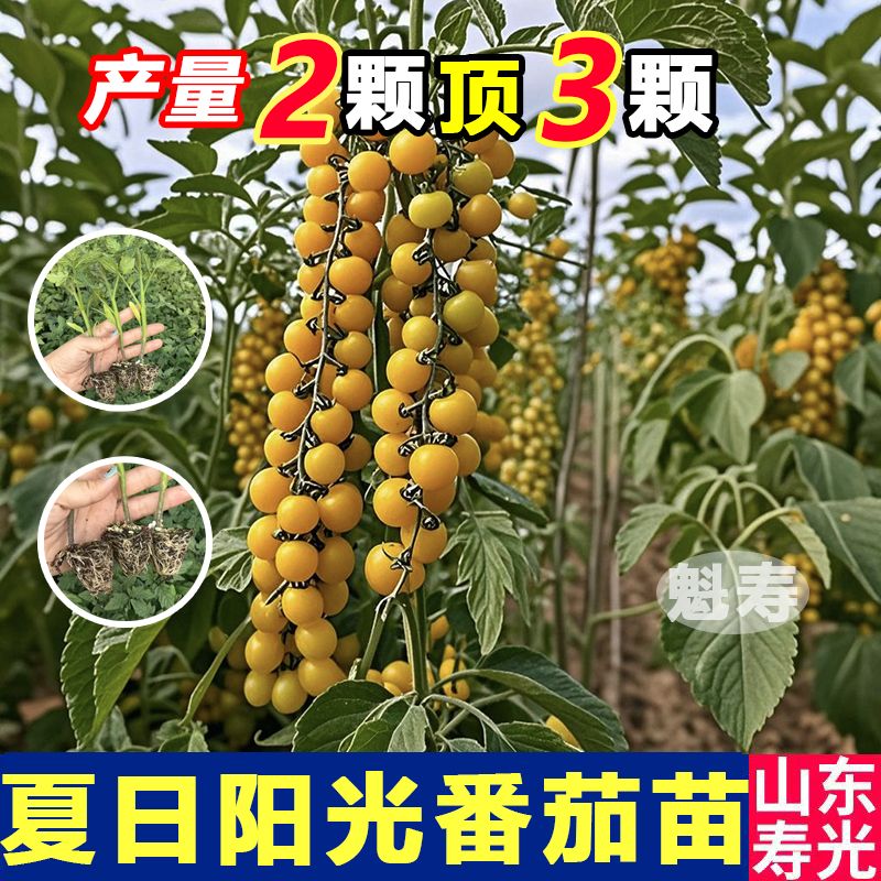 夏日阳光番茄苗子种子苗秧秧苗千禧圣女果苗西红柿盆栽大全矮生红