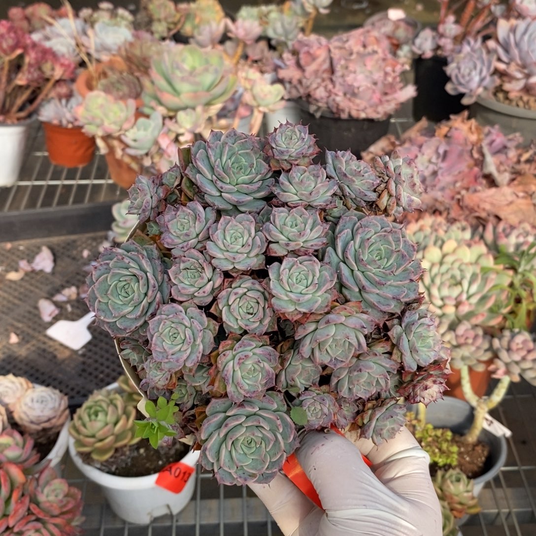 012海冰格瑞一物一拍