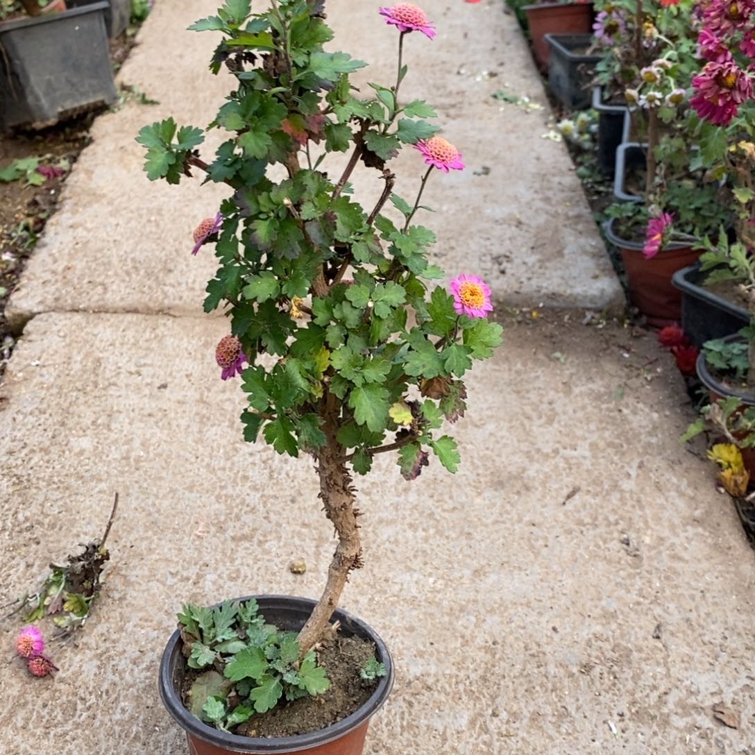 姜***盟无花朵盆景盆景盆景18