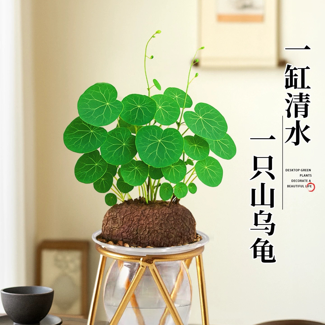 山乌龟爬藤植物盆栽红藤圆叶室内桌面水培绿植花卉