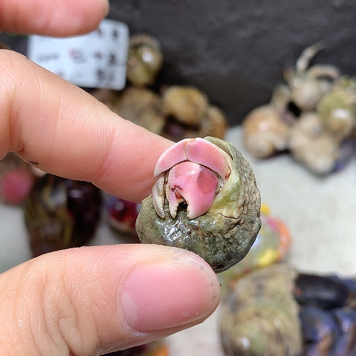 1.4口径奔跑的寄居蟹23