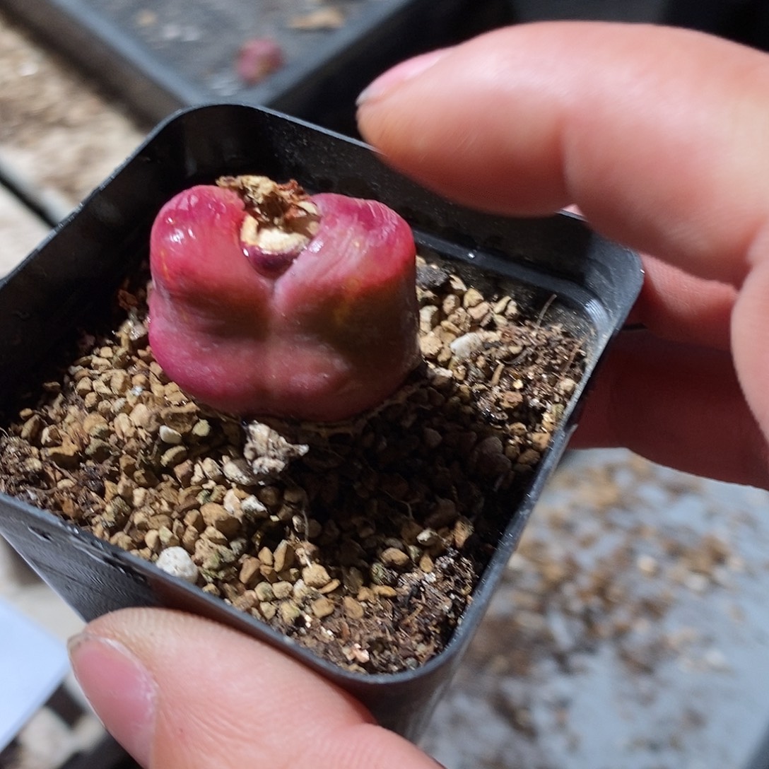 花***货2534。  一盒带盆。 