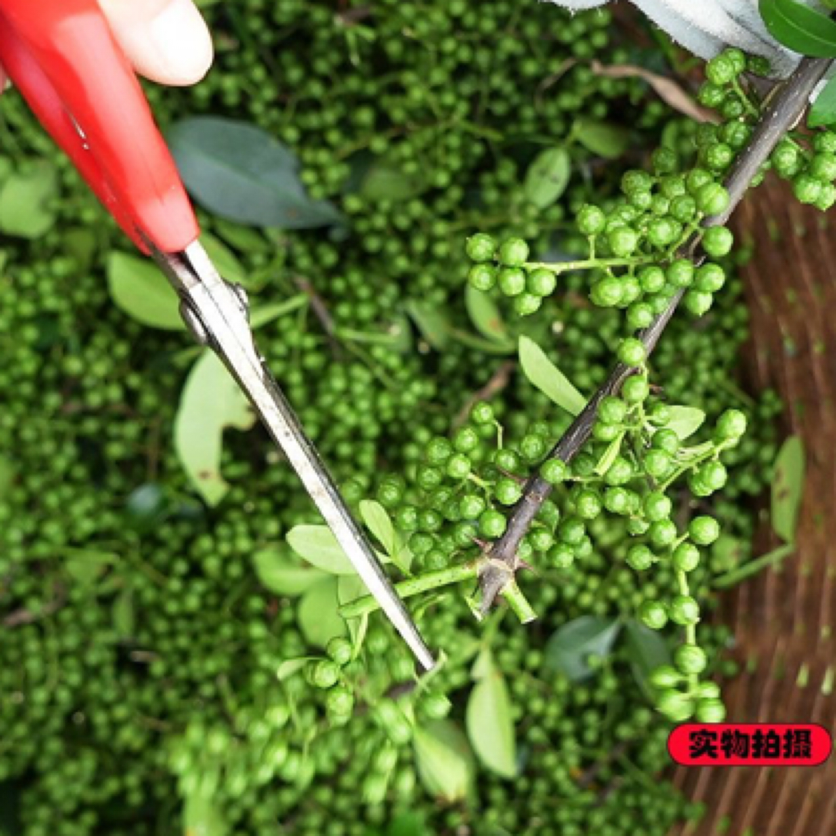 青花椒新鲜花椒粒鲜花椒芽1斤