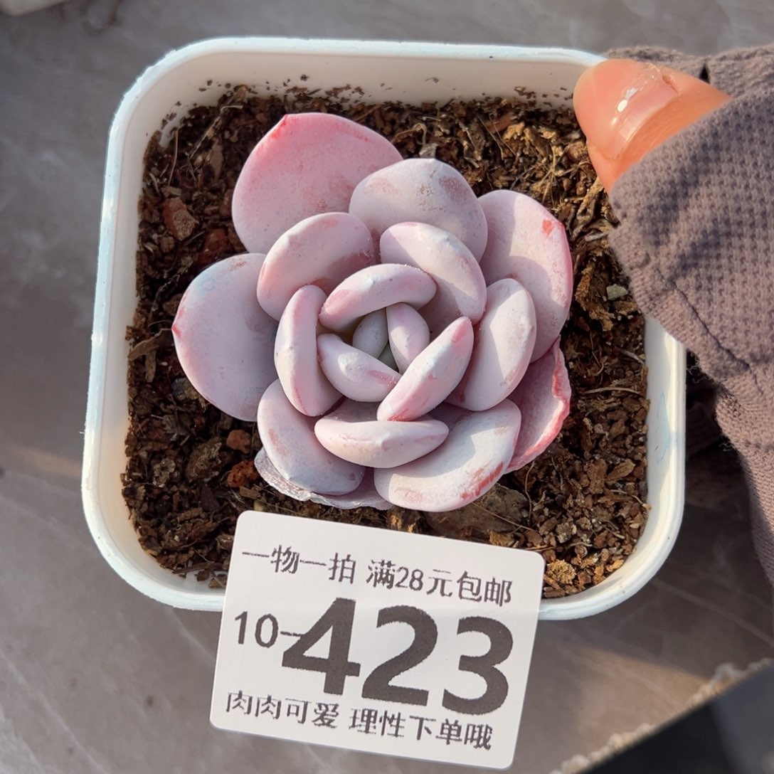 雪莲多肉多肉多肉多肉