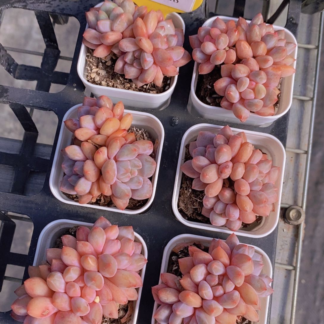 1209-08-精品奶油半夏群一个