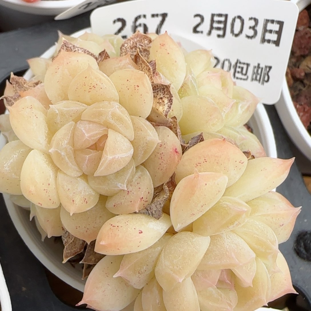 花语逸镜0203-267