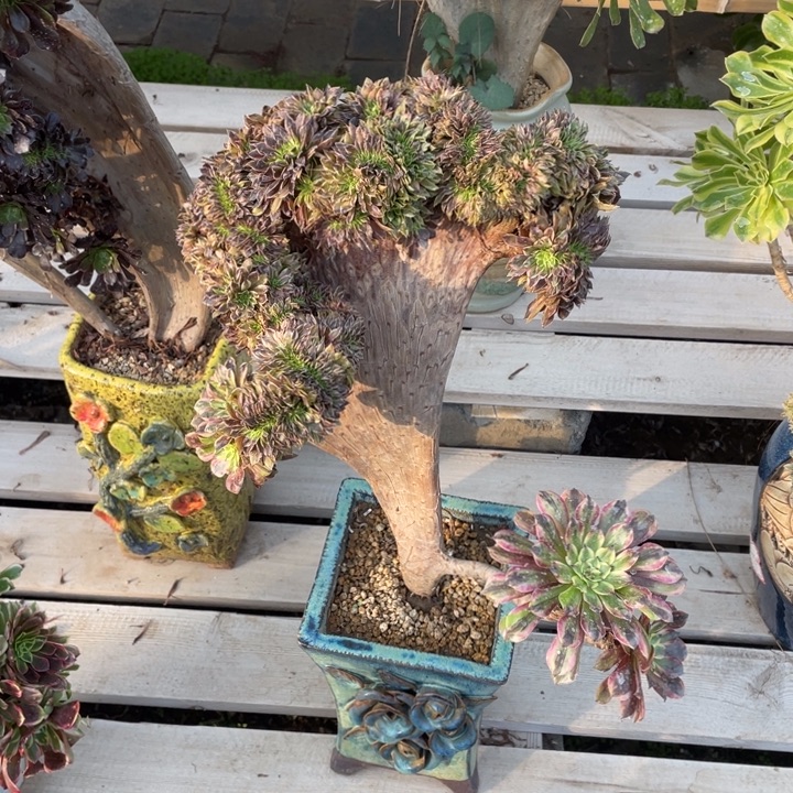 法师老桩缀化粉黛