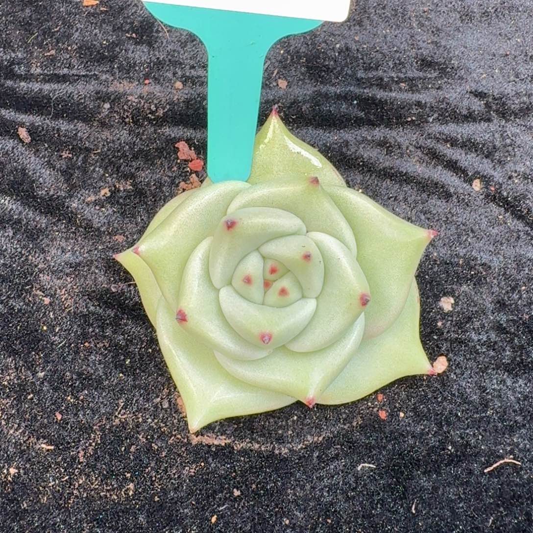 从前慢多肉精选编号1121.249