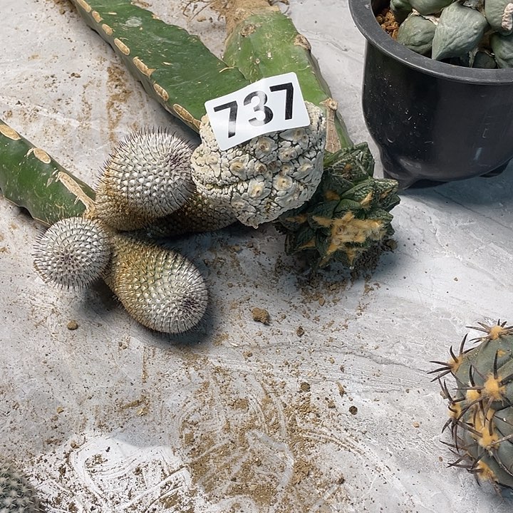 完全开放737兜一个