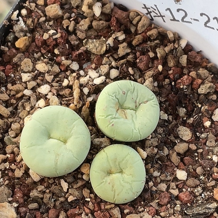12-21嘴多肉植物肉锥