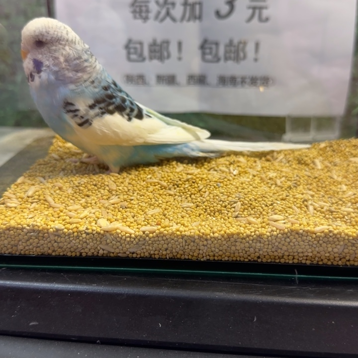 虎皮鹦鹉大头虎皮鹦鹉